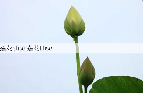 莲花elise,莲花Elise