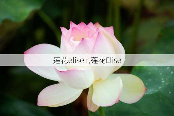 莲花elise r,莲花Elise